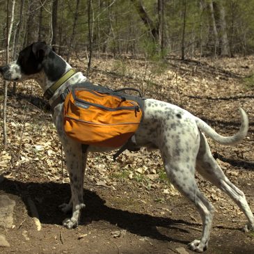 Ruffwear Approach Dog Pack